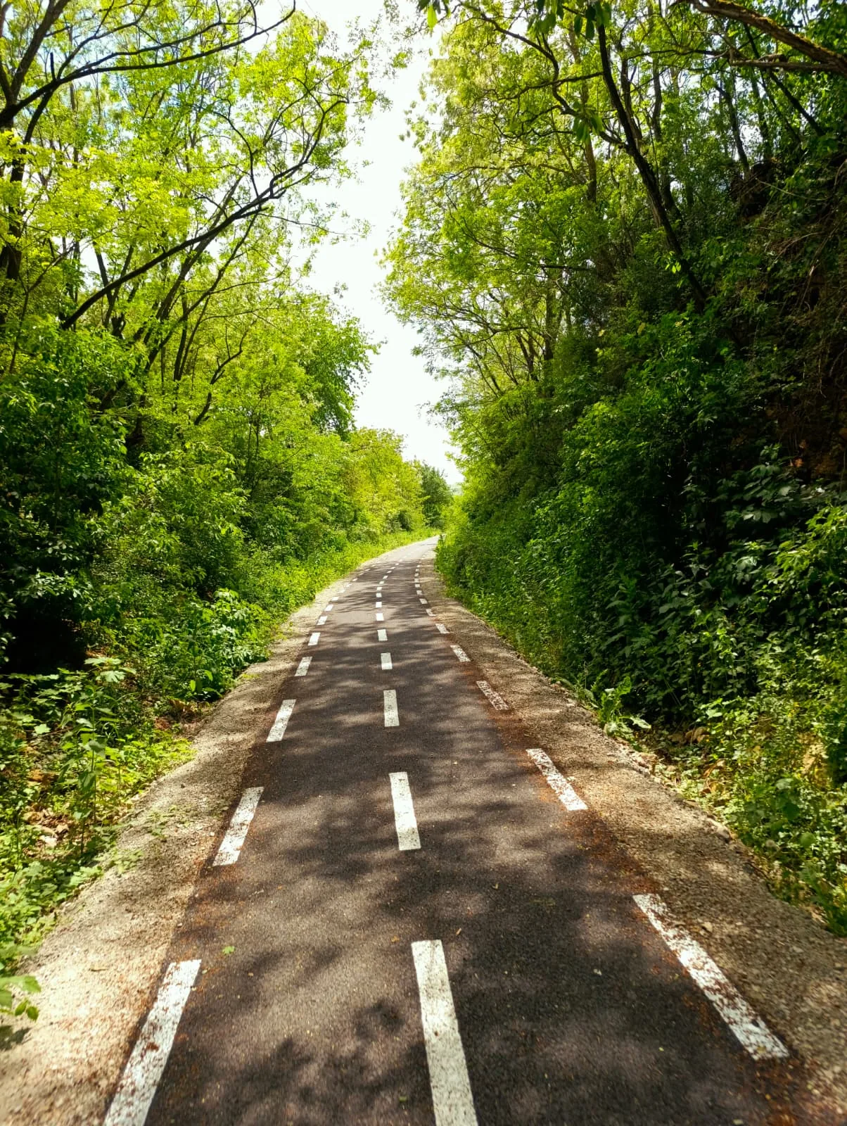 Pistă de biciclete prin pădure